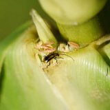 Jak to bude v&nbsp;roce 2019 s&nbsp;b&aacute;zlivcem kukuřičn&yacute;m?