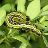 Zav&iacute;ječ zimostr&aacute;zov&yacute; n&aacute;s tr&aacute;p&iacute; st&aacute;le v&iacute;c