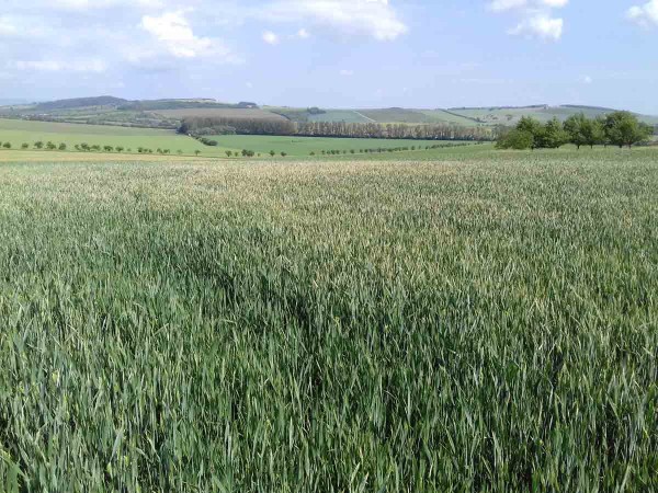 Porost pšenice poškozený larvami kohoutků - prosvitající špičky listů Porost pšenice poškozený larvami kohoutků - prosvitající špičky listů