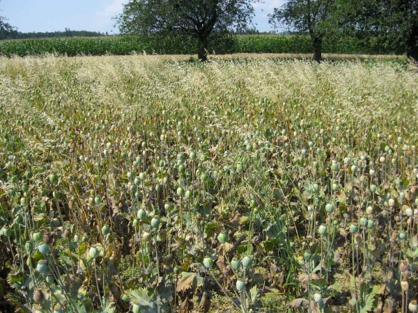 M&aacute;k zaplevelen&yacute; ovsem hluch&yacute;m