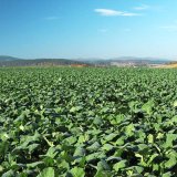 Ochrana řepky ozim&eacute; na podzim př&iacute;pravkem Caryx