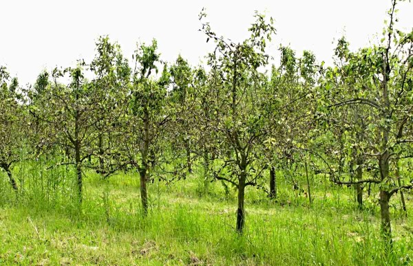 Strupovitost hrušně v celém sadu Strupovitost hrušně v celém sadu