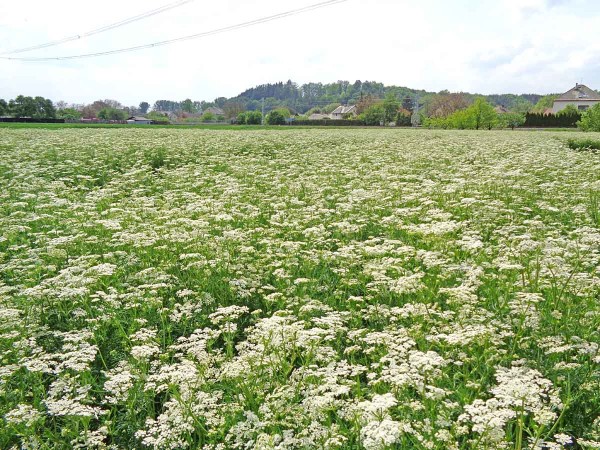 Kvetouc&iacute; porost km&iacute;nu s&nbsp;dokonale zvl&aacute;dnutou herbicidn&iacute; ochranou