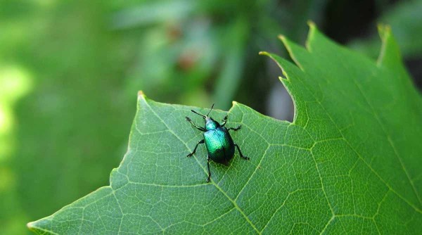Zobonoska révová Zobonoska révová