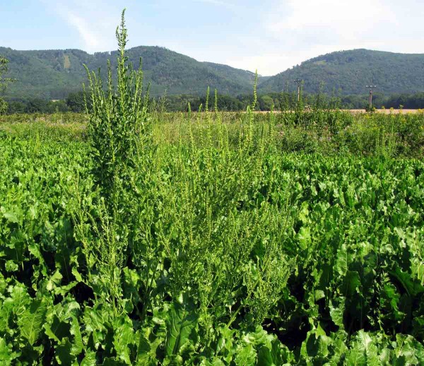 Pleveln&aacute; řepa v&nbsp;cukrovce