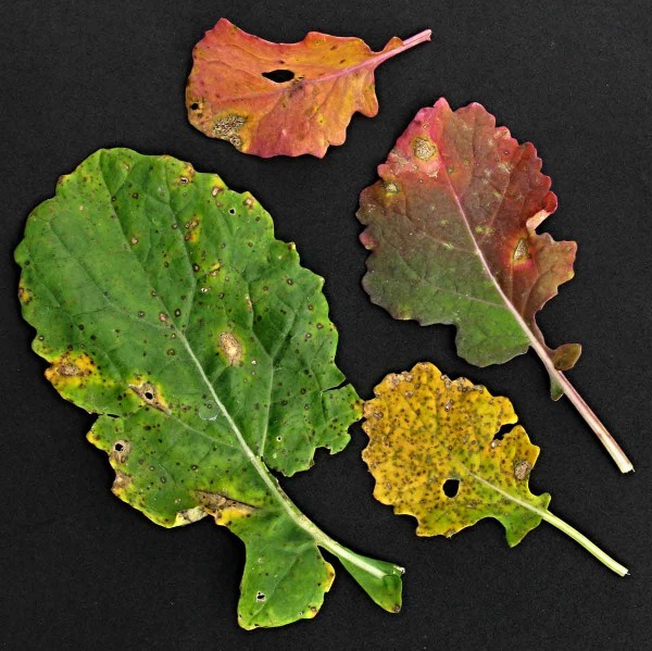 Fomové černání stonku řepky - pyknidy patogena na listu Fomové černání stonku řepky - pyknidy patogena na listu