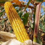 Nab&iacute;dka kukuřice RAGT pro rok 2021