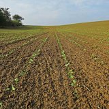 Aktu&aacute;ln&iacute; přehled ochrany poln&iacute;ch plodin - srpen a&nbsp;z&aacute;ř&iacute; 2021