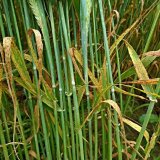 Průběh pěstitelsk&eacute;ho ročn&iacute;ku obilnin 2019/20 na &uacute;zem&iacute; Moravy a&nbsp;Slezska