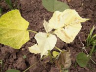 Vět&scaron;ina inhibitorů biosynt&eacute;zy karotenoidů působ&iacute; na mračň&aacute;k Theophrastův, často i&nbsp;ve vy&scaron;&scaron;&iacute;ch růstov&yacute;ch f&aacute;z&iacute;ch - 1 t&yacute;den po o&scaron;etřen&iacute; herbicidem Callisto 100 SC