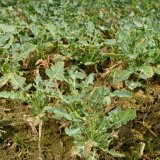 Tilmor - zajistěte porostům řepky zdrav&yacute; růst