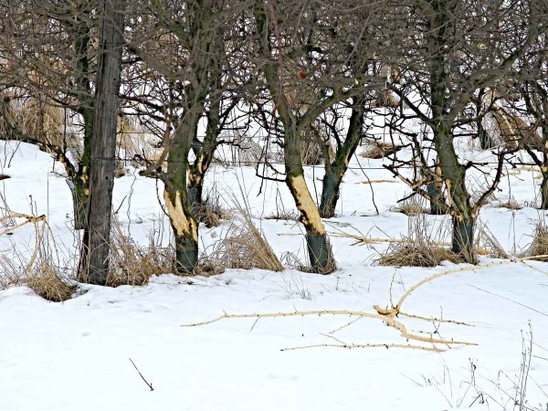 Po&scaron;kozen&iacute; stromků ohryzem