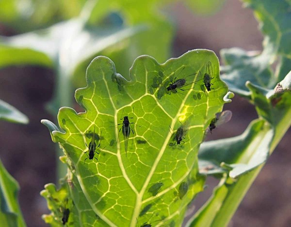 Kolonie okř&iacute;dlen&yacute;ch jedinců m&scaron;ice broskvoňov&eacute;