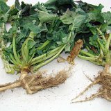 Technológia Galleko v porastoch repky ozimnej Technológia Galleko v porastoch repky ozimnej