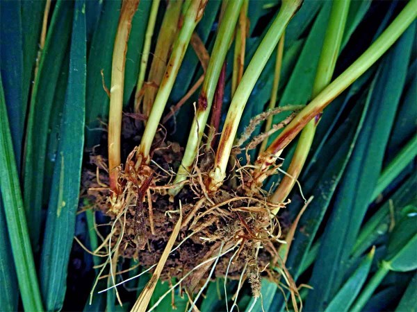 Příznaky chorob pat stébel pšenice Příznaky chorob pat stébel pšenice