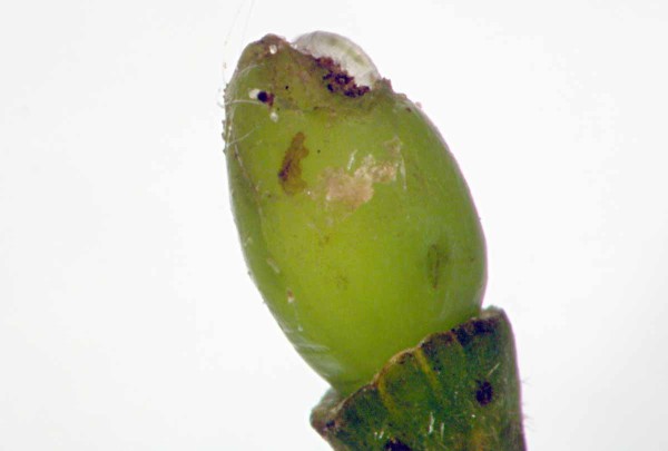 Vylíhlá housenice pilatky švestkové v krátké době zlikviduje mladý plůdek Vylíhlá housenice pilatky švestkové v krátké době zlikviduje mladý plůdek