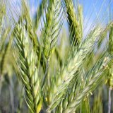 Puzon - nov&eacute; vysoce v&yacute;nosn&eacute; a&nbsp;zdrav&eacute; jarn&iacute; tritikale