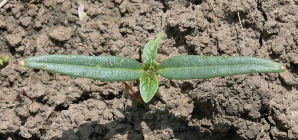 Durman obyčajný vo fáze klíčnych listov Durman obyčajný vo fáze klíčnych listov