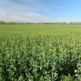 Jistota i&nbsp;v nejist&eacute; době - Odrůdy od společnosti VP Agro