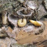 Ochrana sadů na přelomu zimy a&nbsp;jara