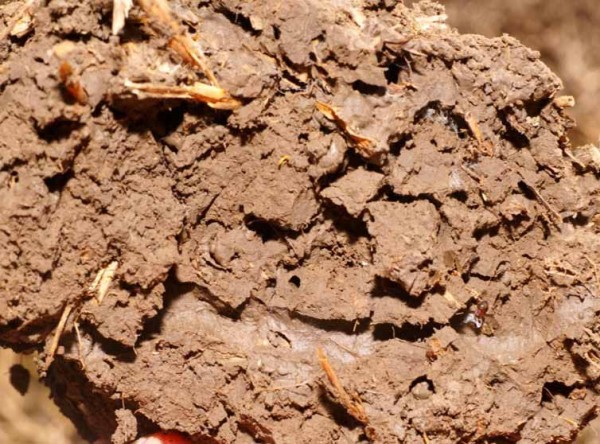 Obr. 2: Sekund&aacute;rn&iacute; p&oacute;rovitost - činnost edafonu