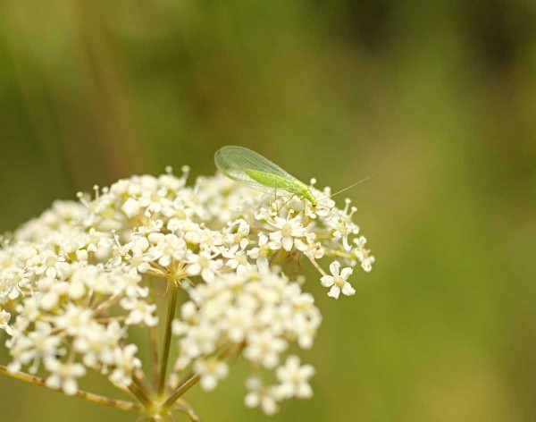 Nezbytnou součástí úspěšné ochrany proti mšicím je podpora výskytu afidofágů - na snímku zlatoočka obecná a slunéčko východní Nezbytnou součástí úspěšné ochrany proti mšicím je podpora výskytu afidofágů - na snímku zlatoočka obecná a slunéčko východní