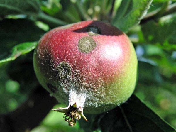 Strupovitost jabloně Strupovitost jabloně