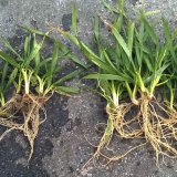 Aktivní přístup k formování produktivních odnoží a výnosu obilnin Aktivní přístup k formování produktivních odnoží a výnosu obilnin