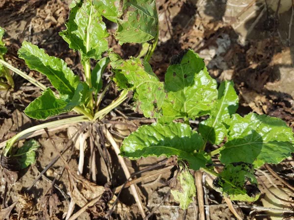 Obr. 8: Skvrnitost listů cukrovky po napaden&iacute; Alternaria alternata v&nbsp;srpnu