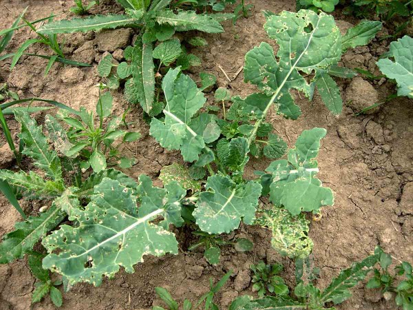 Poškození vzcházející řepky dřepčíky nelze podcenit Poškození vzcházející řepky dřepčíky nelze podcenit