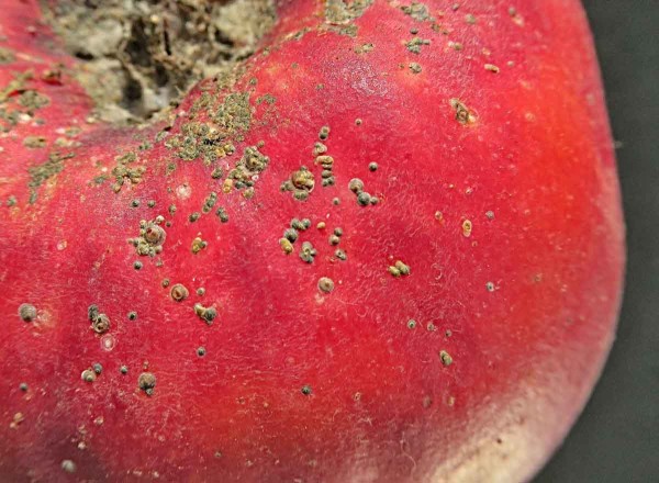 &Scaron;t&iacute;tenka zhoubn&aacute; na jablku