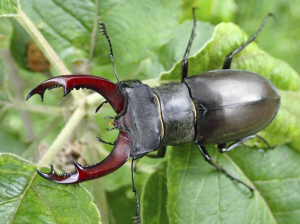 Během června se mohou v&nbsp;sadech soused&iacute;c&iacute;ch s&nbsp;dubov&yacute;mi lesy objevit netradičn&iacute; druhy hmyzu jako např&iacute;klad roh&aacute;č obecn&yacute;