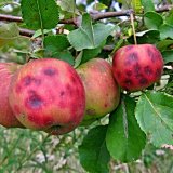 Aktu&aacute;ln&iacute; přehled ochrany zahrad, sadů a&nbsp;vinic - červenec a&nbsp;srpen 2021