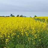 V&yacute;skyt chorob, &scaron;kůdců a&nbsp;a v&yacute;živov&yacute; stav porostů řepky na Moravě a&nbsp;ve Slezsku