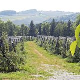 Ekologick&aacute; produkce ovoce