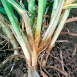 Průběh pěstitelsk&eacute;ho ročn&iacute;ku obilnin 2018/19 na &uacute;zem&iacute; Moravy a&nbsp;Slezska