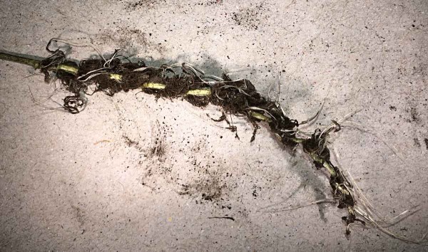 Prašnou sněť ječná způsobuje destrukci klasu, později zůstává zachováno pouze vřeteno Prašnou sněť ječná způsobuje destrukci klasu, později zůstává zachováno pouze vřeteno