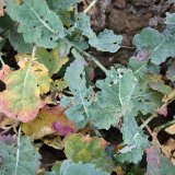 Podzimn&iacute; o&scaron;etřen&iacute; řepky proti chorob&aacute;m a&nbsp;&scaron;kůdcům