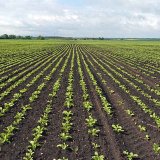 Velmi &uacute;činně proti laskavcům a&nbsp;dal&scaron;&iacute;m obt&iacute;žn&yacute;m plevelům v&nbsp;cukrov&eacute; řepě bez &bdquo;D&eacute;čka&ldquo;