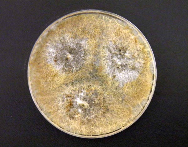 Obr. 4: Kolonie Cryptostroma corticale na&nbsp;MEA