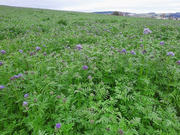 Obr. 1: Perfektně založen&aacute; meziplodina svazenky vratičolist&eacute; po ozim&eacute;m ječmenu (stav 28. 10. 2020)