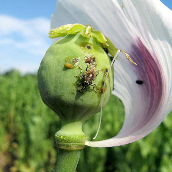 Krytonosec makovicov&yacute;