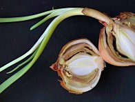 Botryotiniová hniloba česnekovitých (krčková hniloba) Botryotiniová hniloba česnekovitých (krčková hniloba)