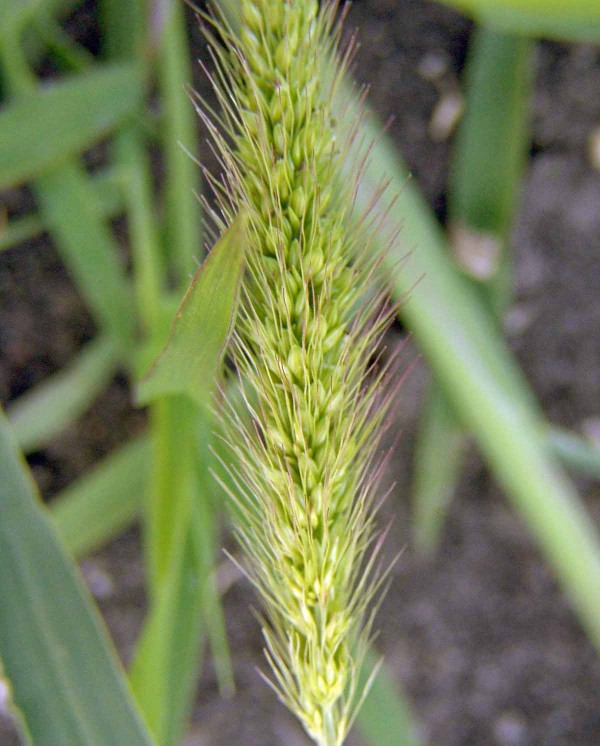 Obr. 2: Dozr&aacute;vaj&iacute;c&iacute; lichoklas b&eacute;ru siv&eacute;ho