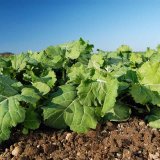 Nimbus® Gold - inovace v preemergentní herbicidní ochraně řepky ozimé Nimbus® Gold - inovace v preemergentní herbicidní ochraně řepky ozimé