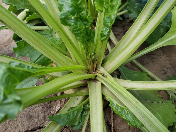 Obr. 11: Srdečkové listy cukrovky poškozené žírem makadlovky řepné Obr. 11: Srdečkové listy cukrovky poškozené žírem makadlovky řepné