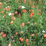 Integrovan&aacute; ochrana m&aacute;ku - Zakl&aacute;d&aacute;n&iacute; porostu, regulace plevelů a&nbsp;&scaron;kůdců