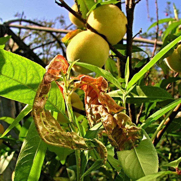 Kadeřavost listů broskvoně Kadeřavost listů broskvoně