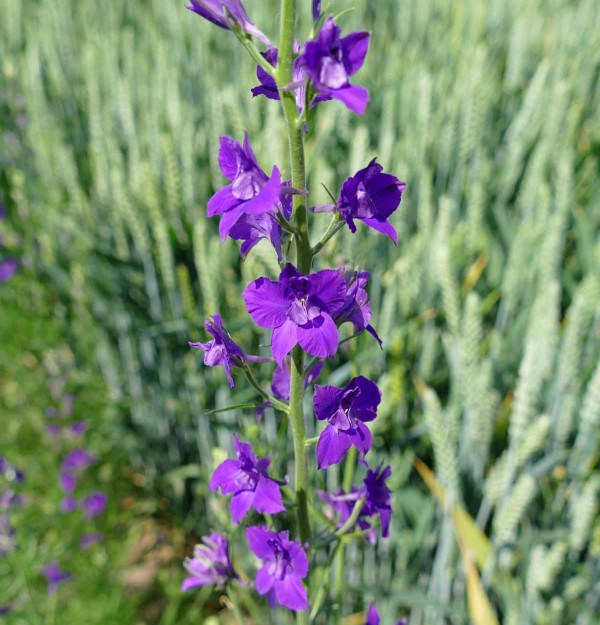 N&aacute;padn&eacute; květy ostrožky jsou uspoř&aacute;d&aacute;ny do dlouh&yacute;ch vzpř&iacute;men&yacute;ch květenstv&iacute;