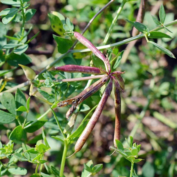  Obr. 2: Pukaj&iacute;c&iacute; lusk &scaron;t&iacute;rovn&iacute;ku růžkat&eacute;ho